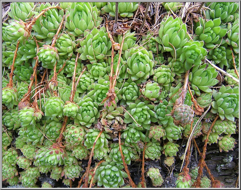 Safari botanico all''Alpe Devero